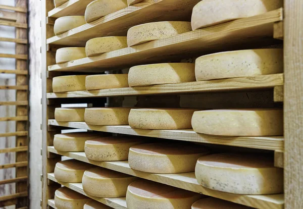 Rack of aging Cheese at maturing cellar Franche Comte creamery