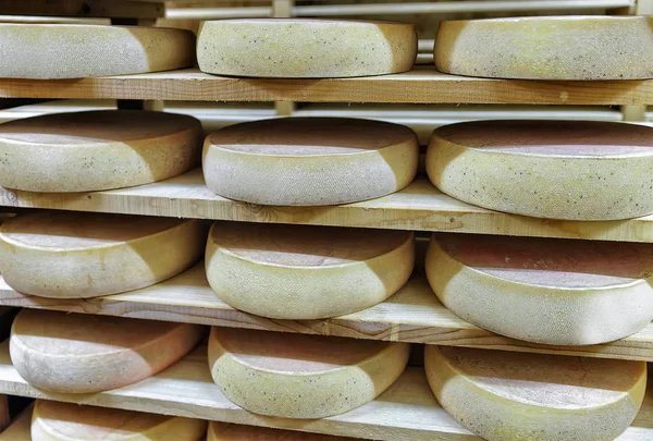 Rack of aging Cheese at ripening cellar Franche Comte dairy — Stock Photo, Image