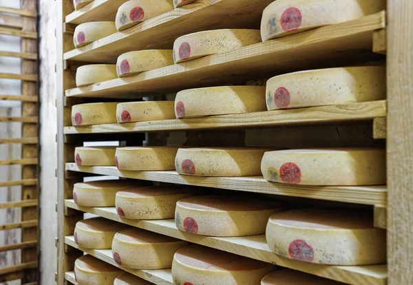 Rack of aging Cheese in maturing cellar Franche Comte creamery — Stock Photo, Image