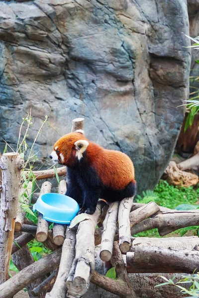 Red panda in the Ocean Park in HK — Stock Photo, Image