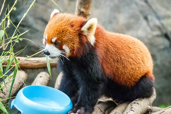 Red panda in the Ocean Park in Hong Kong