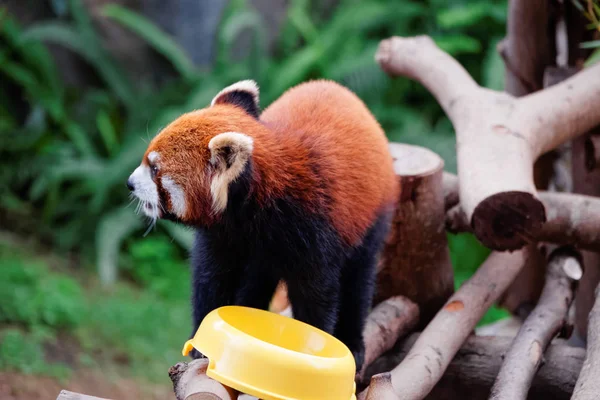 Panda rouge dans le parc océanique de HK — Photo