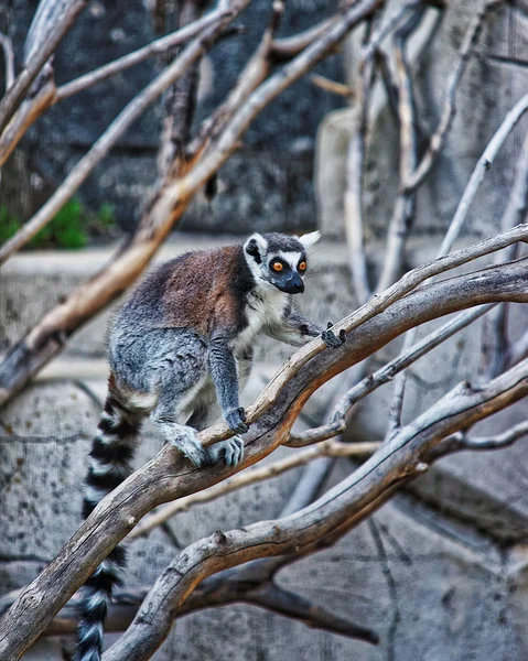 Ring staart lemur in dierentuin in citadel van Besançon — Stockfoto