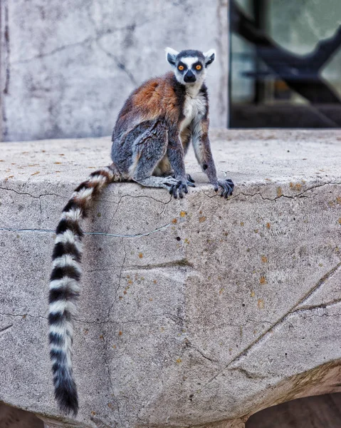 Ring staart lemur in dierentuin in citadel in Besançon — Stockfoto