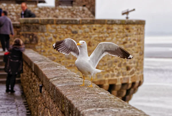 Sirály at Mont Saint Michel, normandiai Manche France — Stock Fotó