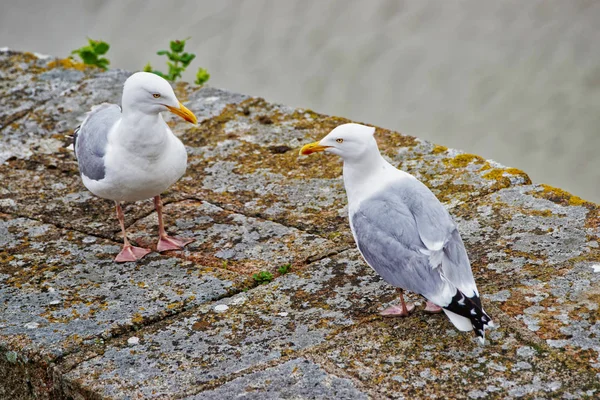 Gabbiani a Mont Saint Michel in Normandia a Manche Francia — Foto Stock