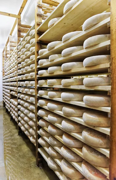 エージング熟成チーズの棚ワインセラー フランシュ = コンテ乳製品 — ストック写真
