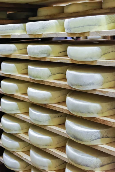 Shelves of aging Cheese in maturing cellar Franche Comte dairy