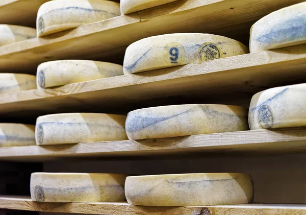 Shelves of aging Cheese in maturing cellar of Franche Comte