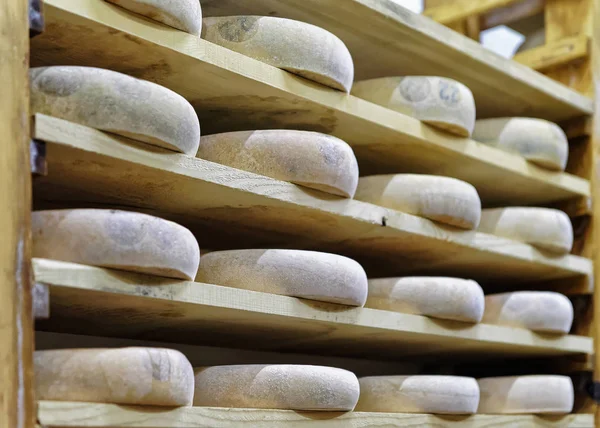 Hylder af aldrende ost i modning kælder cremet Franche Comte - Stock-foto