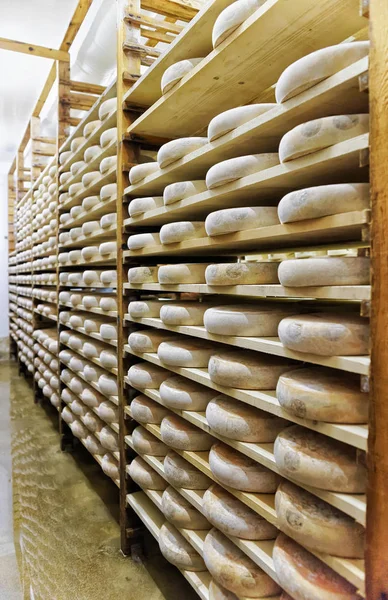 セラー フランシュ = コンテ乳製品を登熟でチーズの熟成の棚 — ストック写真