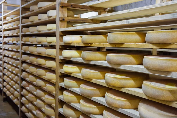 Shelves of aging Cheese on ripening cellar Franche Comte dairy