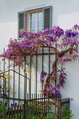 Menekşe bitkilerde Bahçe Reichenau Almanya ada