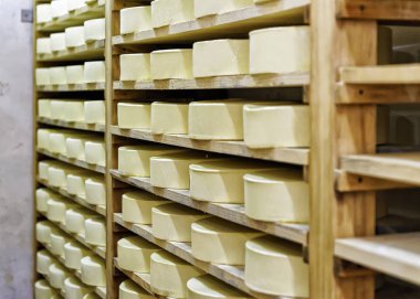 Franche Comte creamery tekerlekleri genç peynir olgunlaşma içinde cellar
