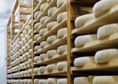 Peynir olgunlaşma yaşlanma tekerlekler süt Franche Comte cellar