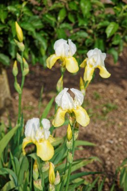 Mutfak bahçe beyaz ve sarı Iris