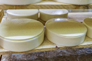 Genç mahzeni Franche Comte süthane olgunlaşması içinde peynir