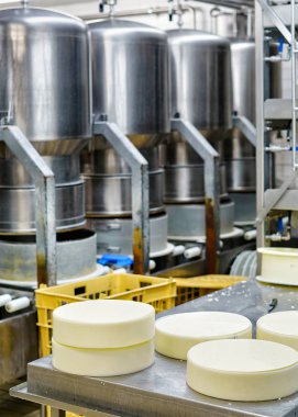 Genç Gruyere Comte peynir süt, özel formlar basılı