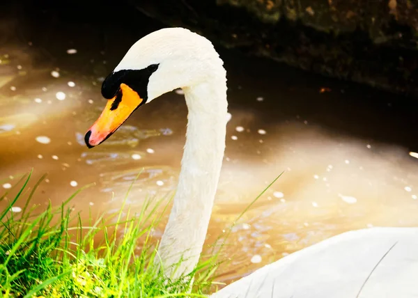 Swan in Lake in Leeds Castle in Kent UK — Stock Photo, Image