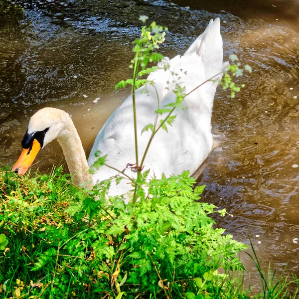 Swan in Lake of Leeds Castle in Kent UK — Stock Photo, Image