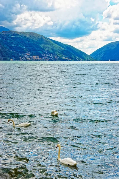 Hattyúk sétányon a Lugano-Ticino, Svájc — Stock Fotó