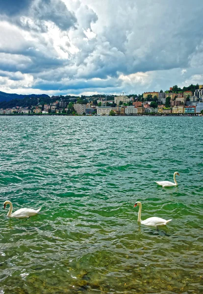 Cisnes no calçadão em Lugano, Ticino, Suíça — Fotografia de Stock