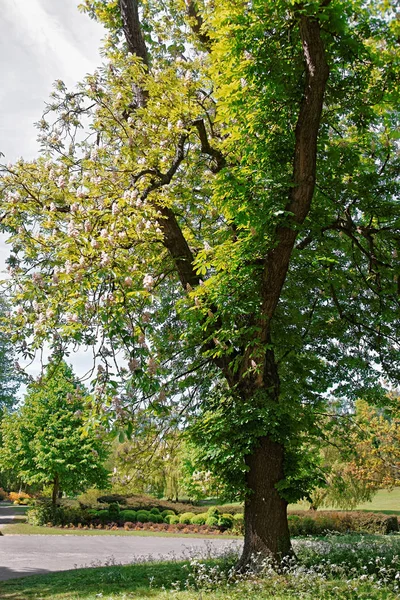 英国のリーズ城ケントの花公園の木 — ストック写真