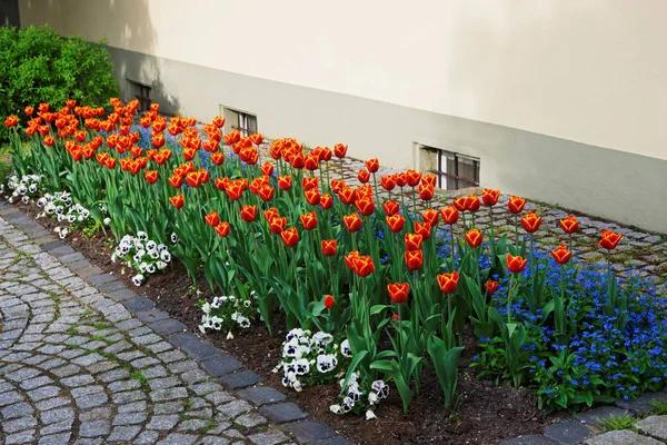 Tulips and forget me not flowers in garden Reichenau — Stock Photo, Image