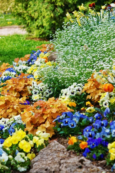 Viola tricolor in Besancon France — Stock Photo, Image