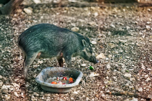 Hayvanat Bahçesi Visayan Besancon Kalesi siğil gibi domuz — Stok fotoğraf