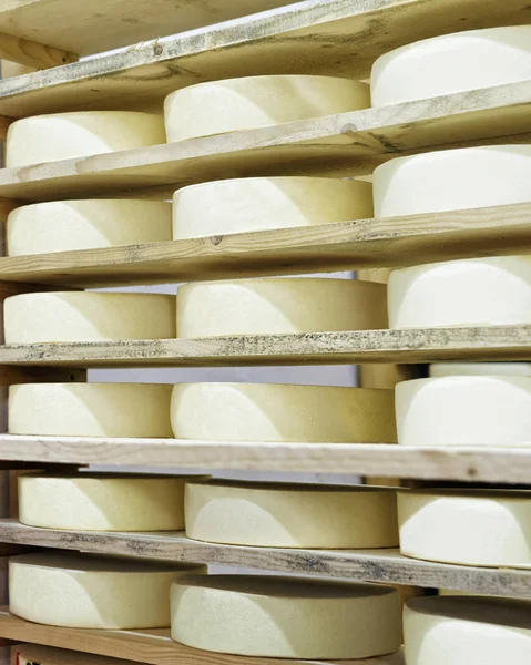 Räder mit jungem Käse im reifen Keller der Molkerei Franche Comte — Stockfoto
