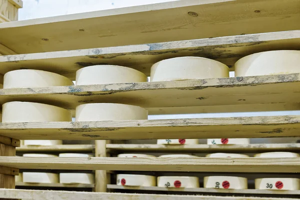 成熟若いチーズの車輪セラー フランシュ = コンテ乳製品 — ストック写真