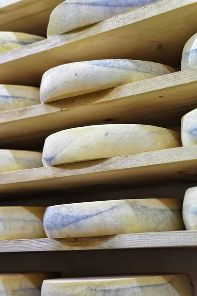 Колеса стареющего сыра в созревающем подвале Franche Comte — стоковое фото