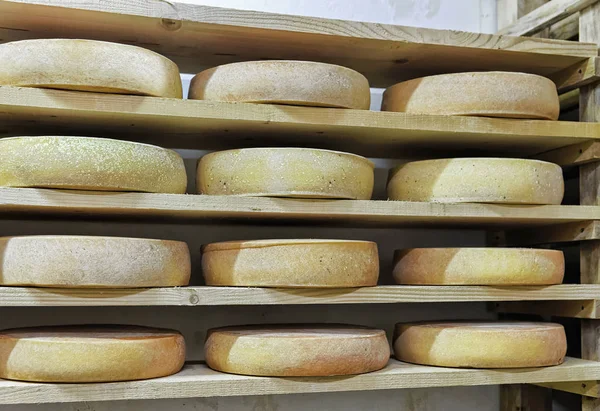 成熟でチーズの熟成の車輪セラー酪農フランシュ = コンテ — ストック写真