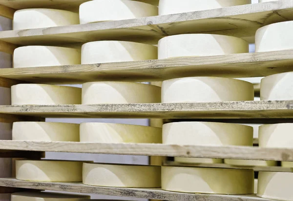 Wheels of young Cheese at maturing cellar Franche Comte — Stock Photo, Image