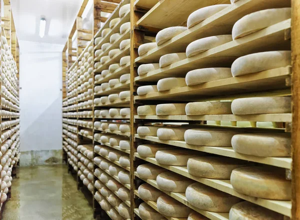 Wheels of aging Cheese ripening cellar in Franche Comte — Stock Photo, Image