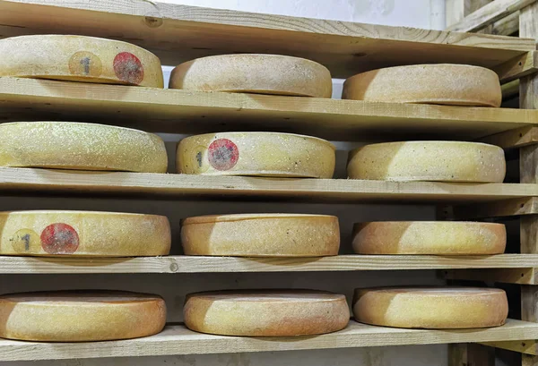 成熟期のセラー フランシュ = コンテ乳製品のチーズを老化の車輪 — ストック写真