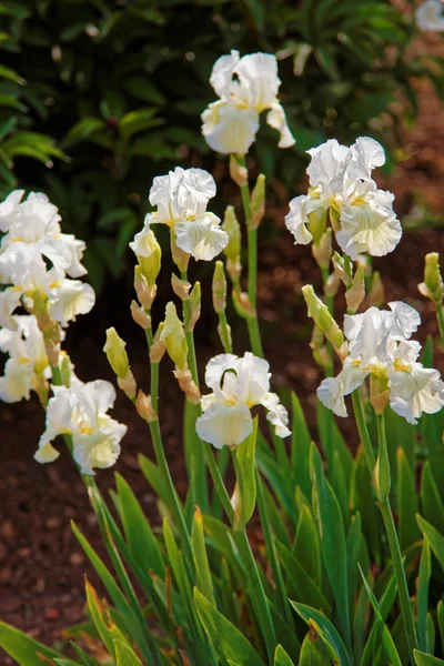 White Iris in Kitchen garden