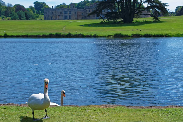 White swans in the park in Leeds Castle UK — Stock Photo, Image