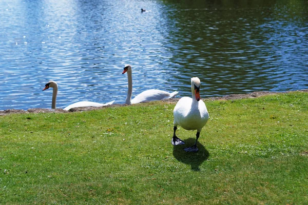 Witte zwanen in het park in Leeds Kasteel — Stockfoto