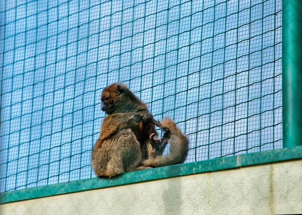 Wollige aap in de dierentuin in citadel in Besançon — Stockfoto