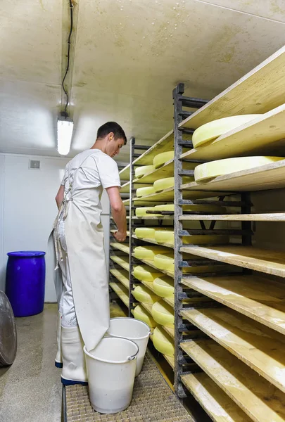 Lavoratore e stagionatura cantina con stagionatura Conte Cheese in caseificio — Foto Stock