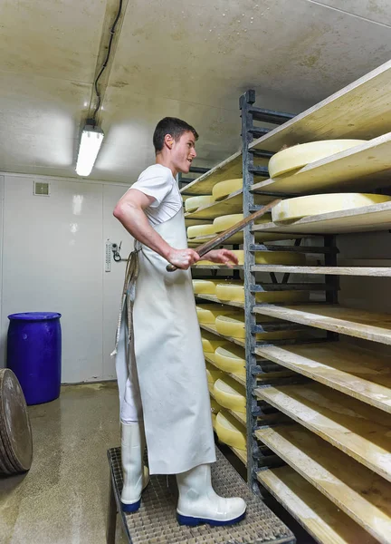 Trabalhador em adega de maturação com envelhecimento Conte Cheese em laticínios — Fotografia de Stock