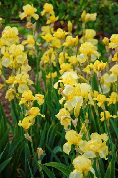 Bunga Iris kuning di taman Dapur — Stok Foto