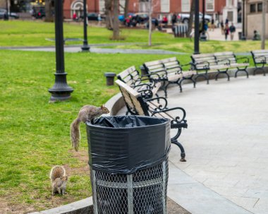 Sincap genel Park'ta Boston Common: Boston şehir merkezine