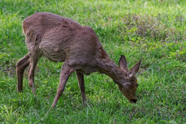 Doe geyik Bialowieza Milli Parkı'nda Polonya