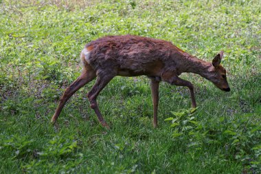 Karaca Bialowieza Milli Parkı'nda Polonya