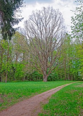 Ağaç Polonya Bialowieza Milli Parkı