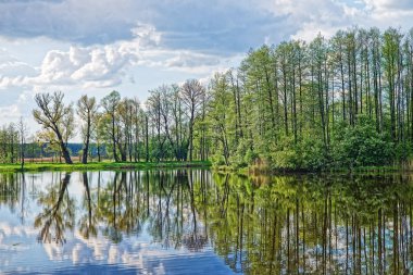 Ağaçlar ve gölet Bialowieza Milli Parkı'nda yansıtan gök