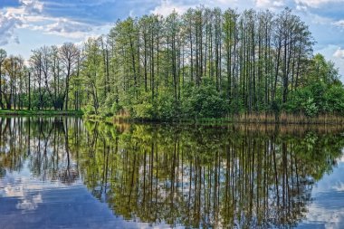 Gölet Bialowieza Milli Parkı'nda Polonya yansıyan ağaçlar